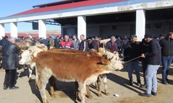 Bayburt’ta hayvan pazarlarında şap paniği: Pazarlar kapatıldı