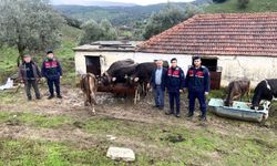 Jandarmanın iz sürdü, hayvan hırsızları yakalandı