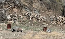 Mardin’de nesli tükenme  tehdit altında olan porsuk görüldü