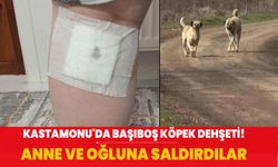 Kastamonu'da başıboş köpek dehşeti! Anne ve oğluna saldırdılar