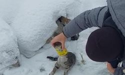 Başı konserve kutusuna sıkışan kediyi yoldan geçen iki kardeş böyle kurtardı