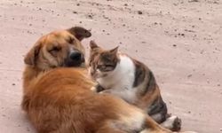 Kedi ile köpeğin sevimli dostluğu kamerada