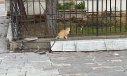 Batman’da kedi fareden korkup böyle kaçtı