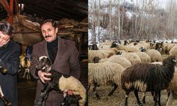 Gıda Mühendisliğini bıraktı, hayvancılığa yatırım yaptı