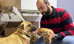 Yavrusunu veterinere götüren anne köpeğin çabası yürek ısıttı