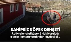 Çorum'da sahipsiz köpek dehşeti