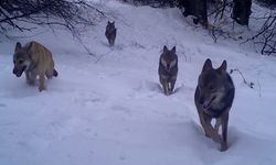 Asil kurtlar fotokapana takıldı