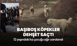 Hakkari'de başıboş köpek dehşeti! 12 yaşındaki kız çocuğu ağır yaralandı