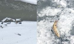 Buz tutan Murat Nehri'nde geleneksel yöntemlerle balık avı