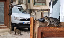 Kedilerin hırsızlık anı izleyenleri gülümsetti