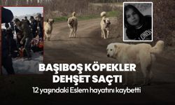 Hakkari'de başıboş köpek dehşeti! 12 yaşındaki Eslem hayatını kaybetti