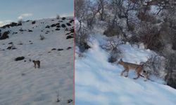 Nesli tükenme tehlikesi altında! Bayburt'ta kırmızı listedeki vaşak görüntülendi