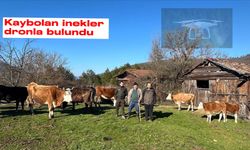 Kaybolan ineği dronla buldular