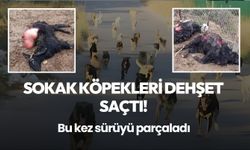 Antalya'da sokak köpekleri 25 keçiyi telef etti