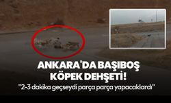 Ankara'da başıboş köpek dehşeti!