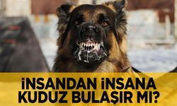 Kuduz nasıl bulaşır? İnsandan insana kuduz bulaşır mı?