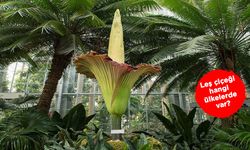 Titan Arum nedir? Leş çiçeği hangi ülkelerde var?