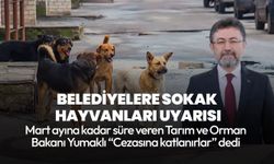 Mart ayına kadar süre verdi! Tarım ve Orman Bakanı Yumaklı'dan belediyelere sokak hayvanları uyarısı