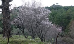 Yalancı sıcaklık meyve ağaçlarını kandırdı