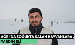 Ağrı’da soğukta kalan hayvanlara yardım