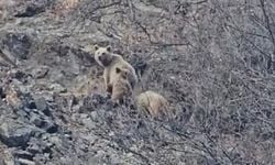 Tunceli'de kış uykusuna yatmayan ayı ailesi görüntülendi