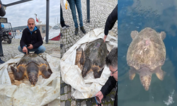 Yolunu şaşıran caretta caretta yat limanına girdi