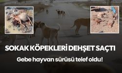 Sokak köpeği faciası: Gebe hayvan sürüsü telef oldu