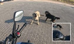 Seyir halindeki motosiklete sokak köpekleri saldırdı