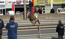 D-100'e çıkan tosun ortalığı birbirine kattı