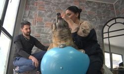 Obez köpek spor ve pilates ile zayıflatılıyor