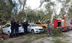 Antalya'da şiddetli rüzgar: Ağaç otomobilin üzerine devrildi