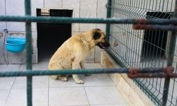 İzmir’de Alışveriş Merkezinde Sahipsiz Köpek Saldırısı: 3 Yaşındaki Çocuk Yaralandı