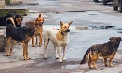 İzmir'de 6 yaşındaki çocuğu başıboş köpek ısırdı