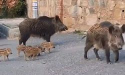 Bu ne rahatlık! Kuşadası'nda aç kalan domuzlar şehre indi