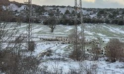 Göç yolundaki leylekler, Beyşehir'de kar sürpriziyle karşılaştı