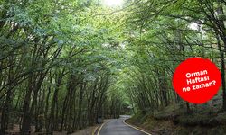 Orman haftası ne zaman? Orman Haftası sözleri ve mesajları