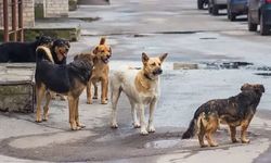 Oyun oynarken köpek saldırdı! 9 yaşındaki çocuk hasteneye kaldırıldı