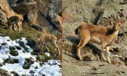 Tunceli'de yaban keçileri yerleşim yerlerine indi