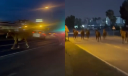 Karayoluna çıkan atlar trafiği birbirine kattı