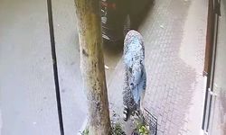 Bursa İnegöl’de Çiçek Hırsızlığı Güvenlik Kamerasında