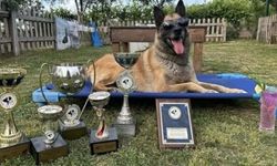 Afetlerde görev almıştı! Kahraman köpek 'Bob' öldü
