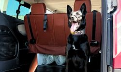 Şüpheli valizi narkotik köpeği tespit etti