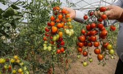 Van’da Ata Tohum Ürünlerinin İlk Hasadı Yapıldı