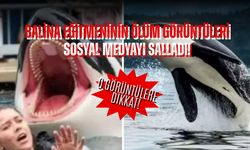 Balina eğitmeninin ölüm görüntüleri sosyal medyayı yıktı, gerçek ortaya çıktı!