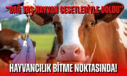 “Dağ Taş Hayvan Cesetleriyle Doldu” – Ardahanlı Üreticiden Feryat Etti!