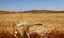 Bitkisel üretim desteklerine yönelik esaslar düzenlendi
