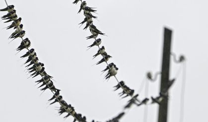 Kızılırmak Deltası 365 kuş türüne ev sahipliği yapıyor