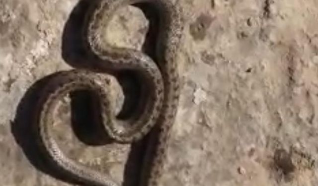 Siirt'te kış ayında 1 metre uzunluğunda yılan görüldü