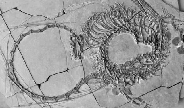 Çin'de 240 milyon yıllık fosil! Ejderha olarak adlandırılıyor