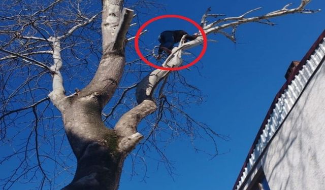 Pişkin hırsız! Maymun gibi çıktığı ağaçta polise el salladı